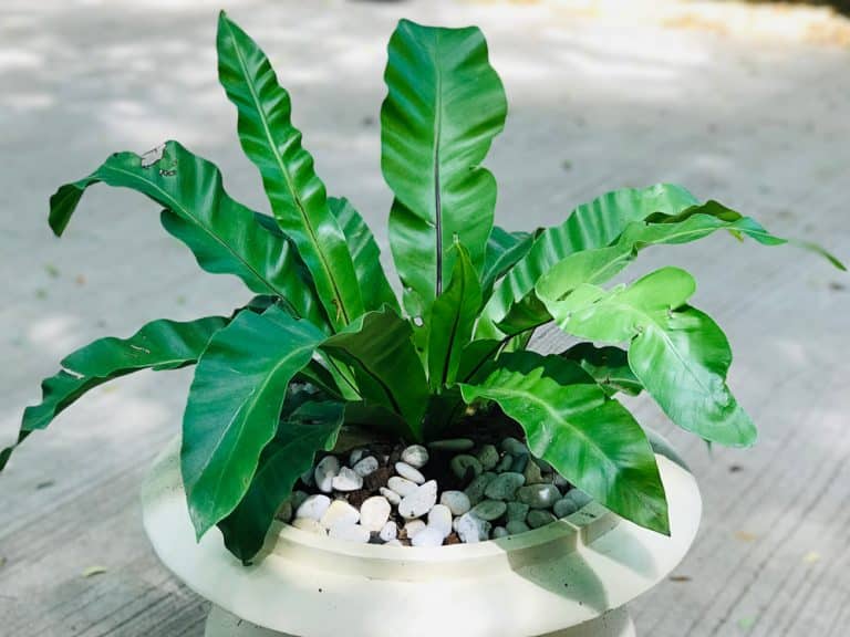 How To Stop Birds from Nesting in Flower Pots? Farmer Grows