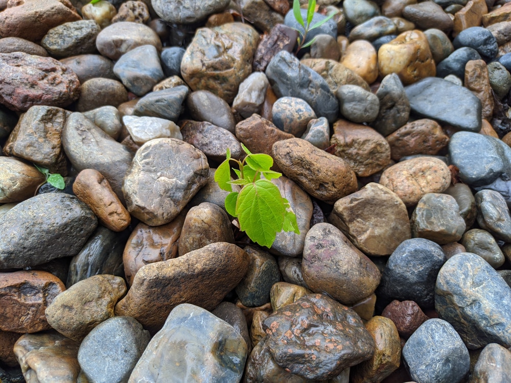 how to stop weeds growing through pebbles