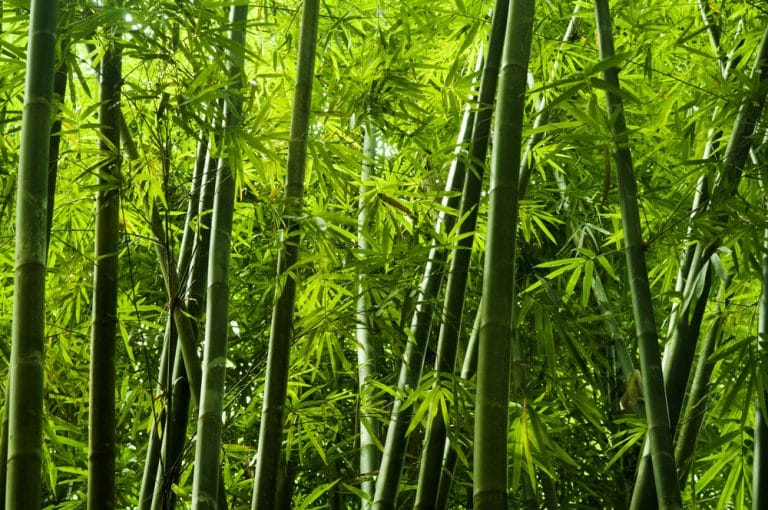 3 Ways To Solve Mold Problem On Bamboo Farmer Grows