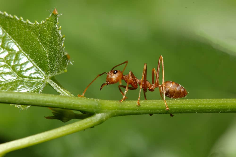 natural ways to get rid of ants in the garden