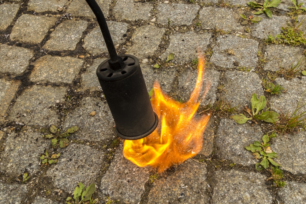 propane flame weeder