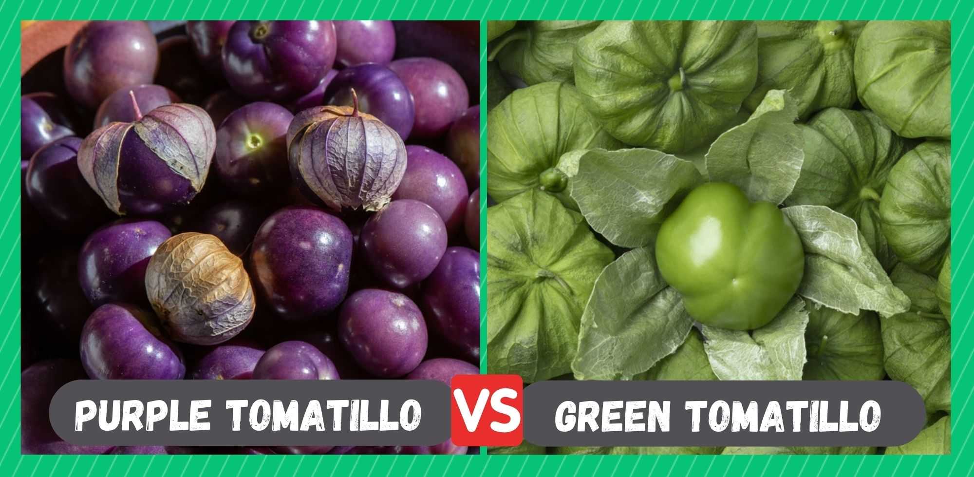 purple tomatillo vs green tomatillo