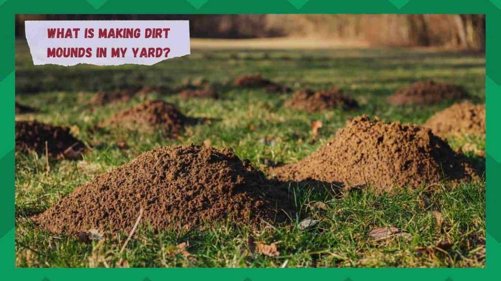 What Is Making Dirt Mounds in My Yard? (Answered) Farmer Grows