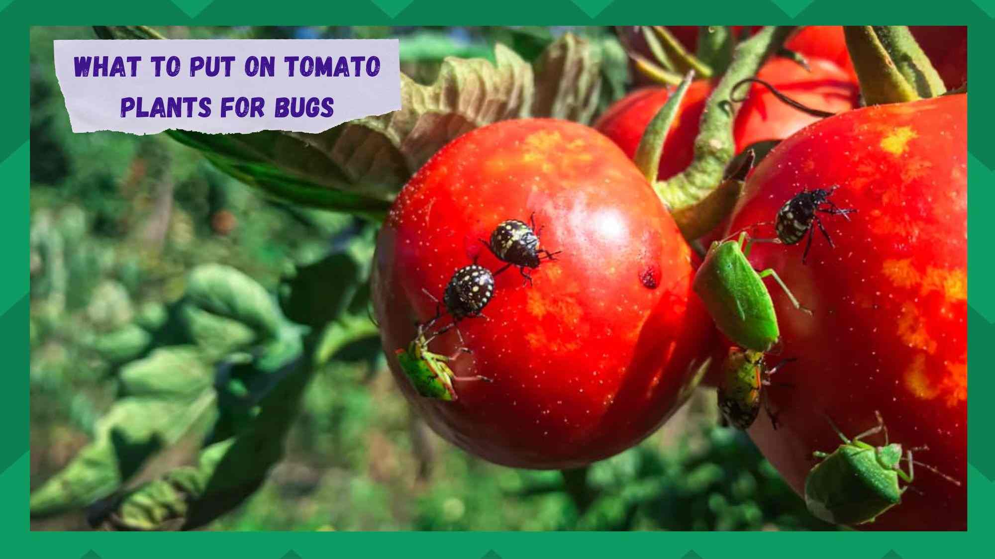 what to put on tomato plants for bugs