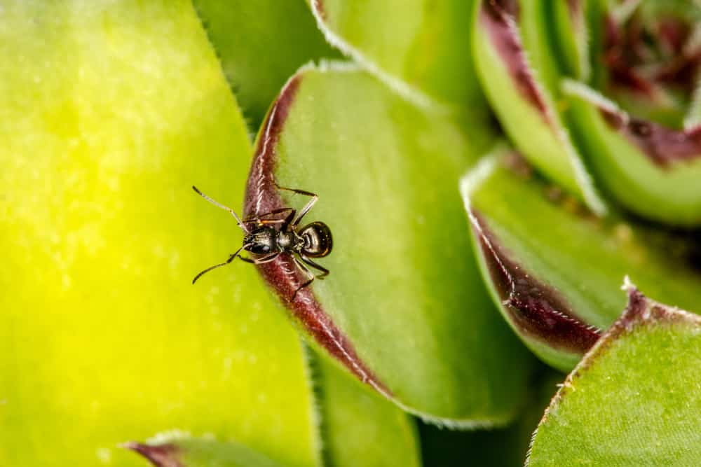 ants on succulents