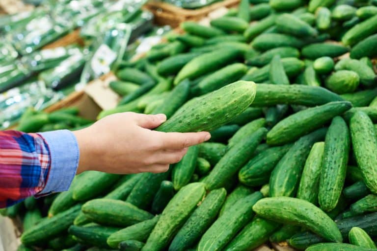 Can You Grow Cucumbers from Store Bought Cucumbers? Farmer Grows