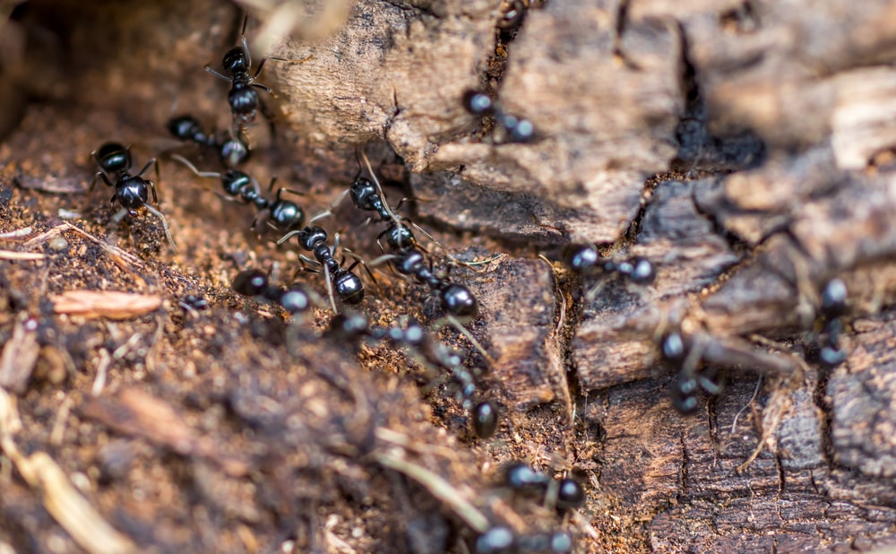 how to get rid of ants in mulch