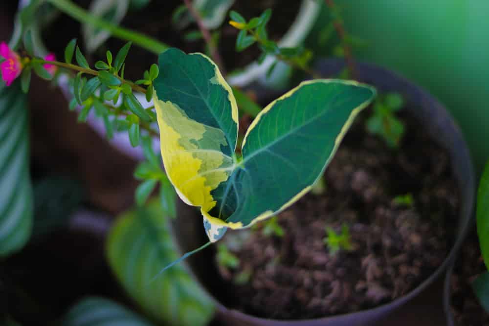 how to keep mice out of house plants