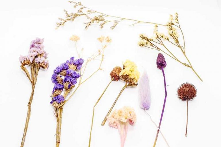 3 Reasons Why Your Dried Flowers Smell Bad Farmer Grows