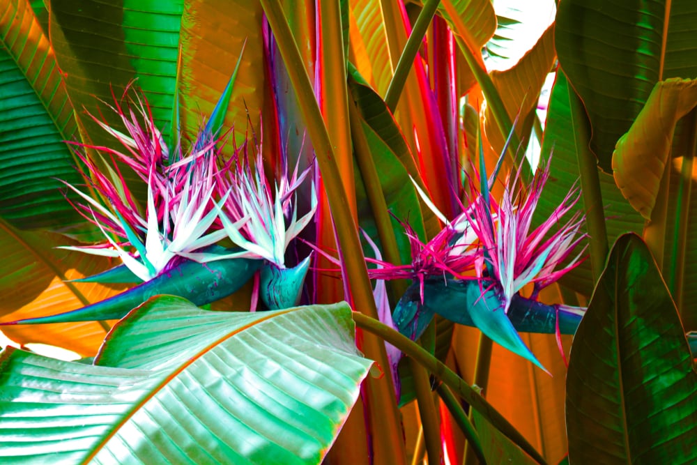 bird of paradise plant indoor care