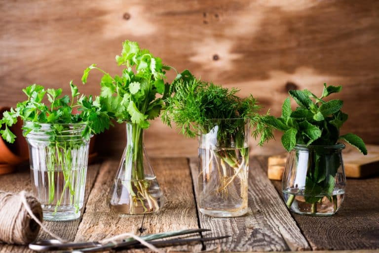 How To Grow Cilantro in Water? (Beginner's Guide) Farmer Grows