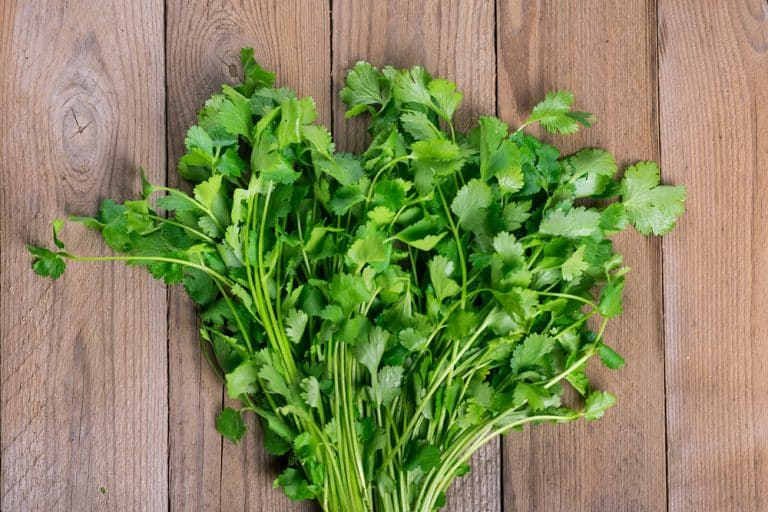 3 Reasons Why Cilantro Is Growing Tall And Thin Farmer Grows