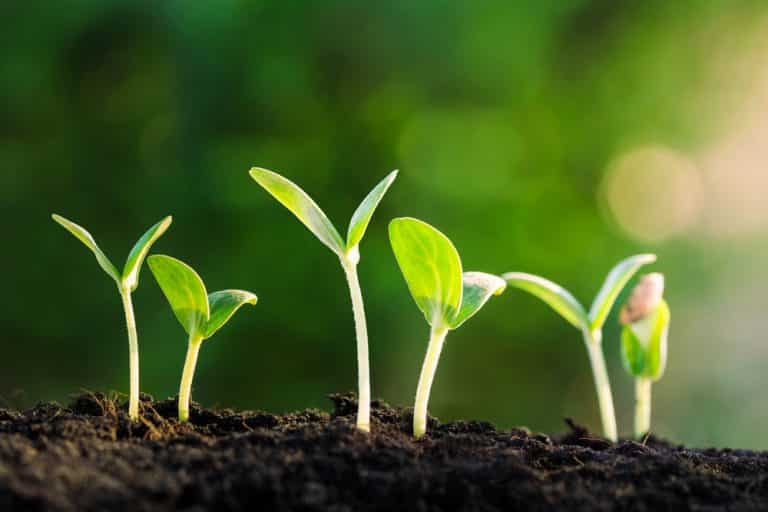 Do Seeds Need to Be Dried Before Planting? Farmer Grows