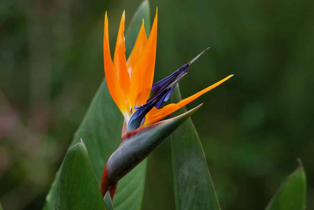 how to get bird of paradise to bloom