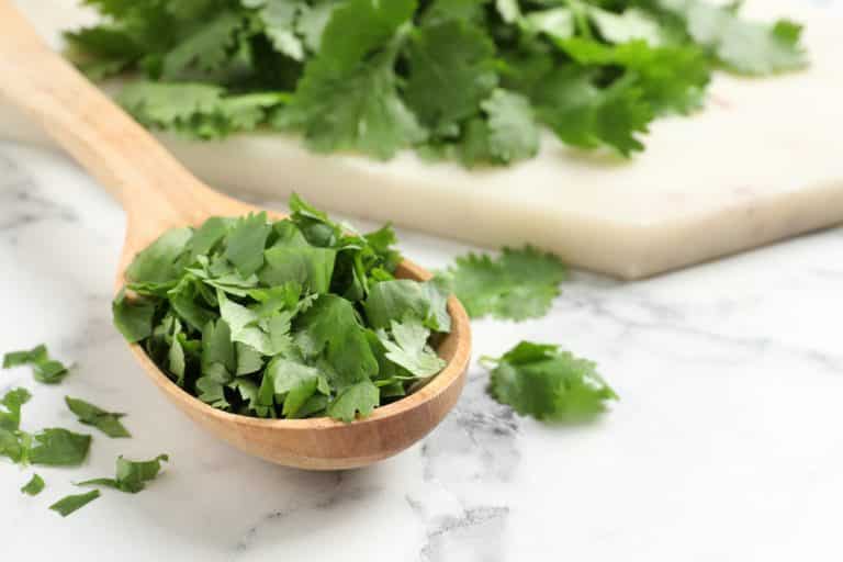 How To Grow Cilantro in Water? (Beginner's Guide) Farmer Grows