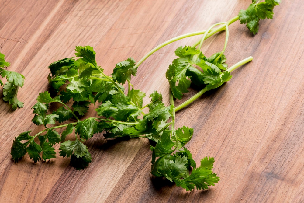 how to grow cilantro inside