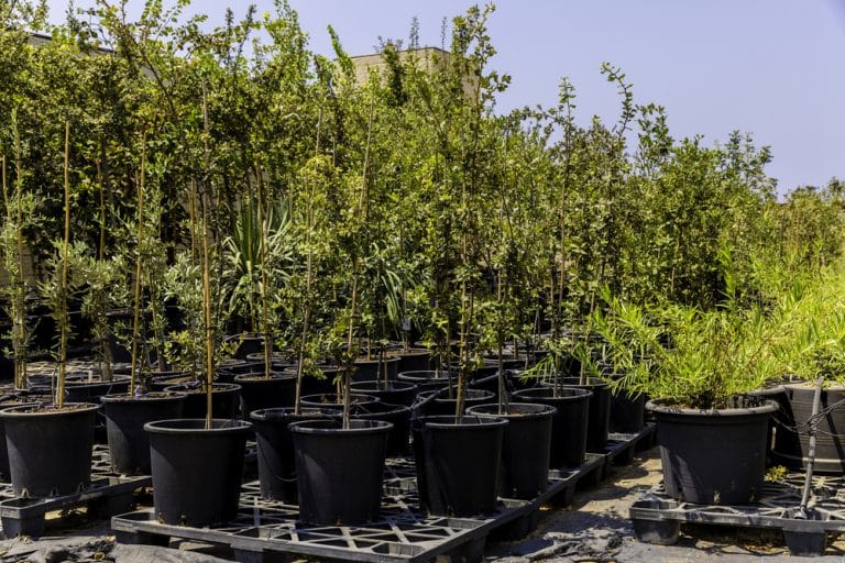 4 Handy Methods To Keep Tall Plants From Falling Over Farmer Grows