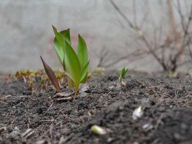 How To Keep Tulips Bulbs for Next Year? Farmer Grows