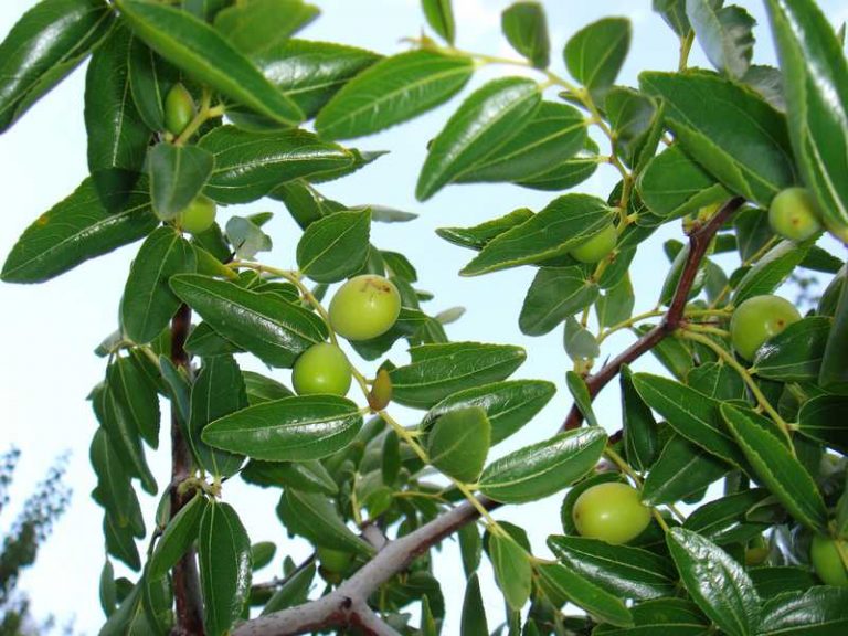 Sugar Cane Jujube vs Li Jujube How Different Are They? Farmer Grows