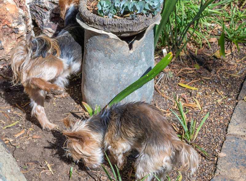 Other Ways to Keep Dogs From Peeing on Plants