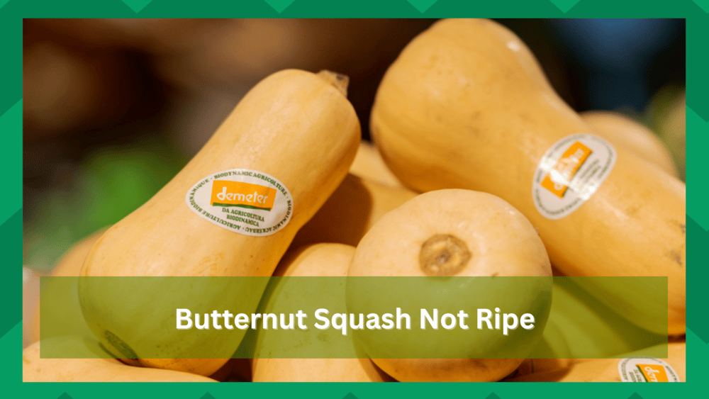 Butternut Squash Not Ripe