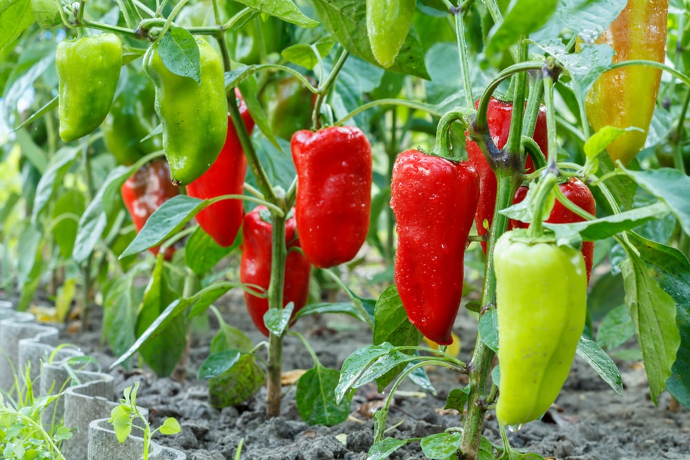 can you plant 2 pepper plants together