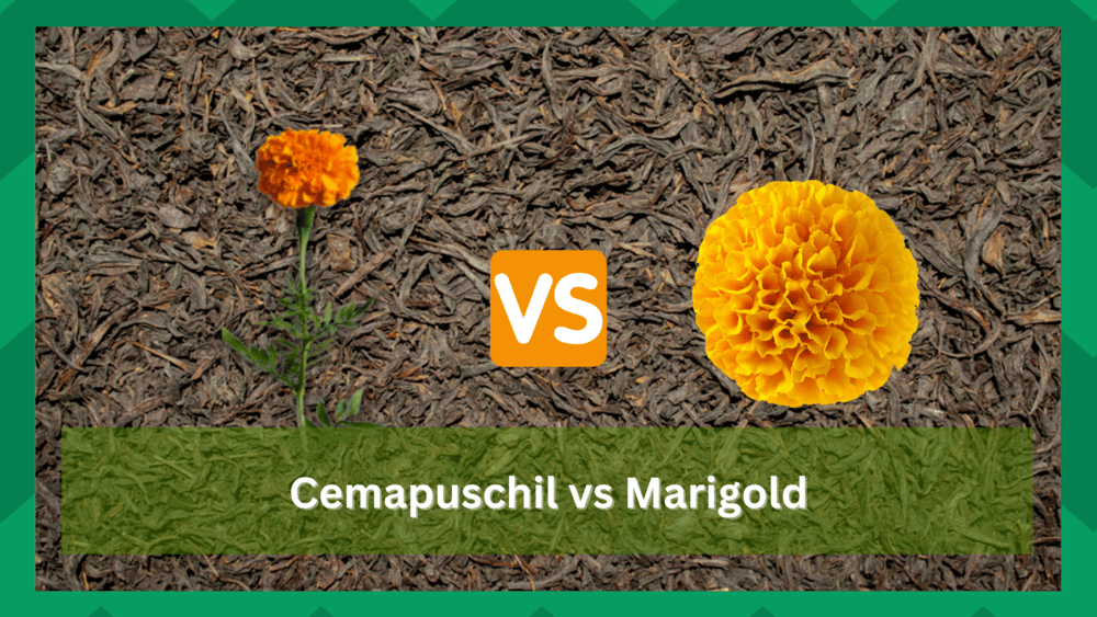 Cempasuchil vs Marigold