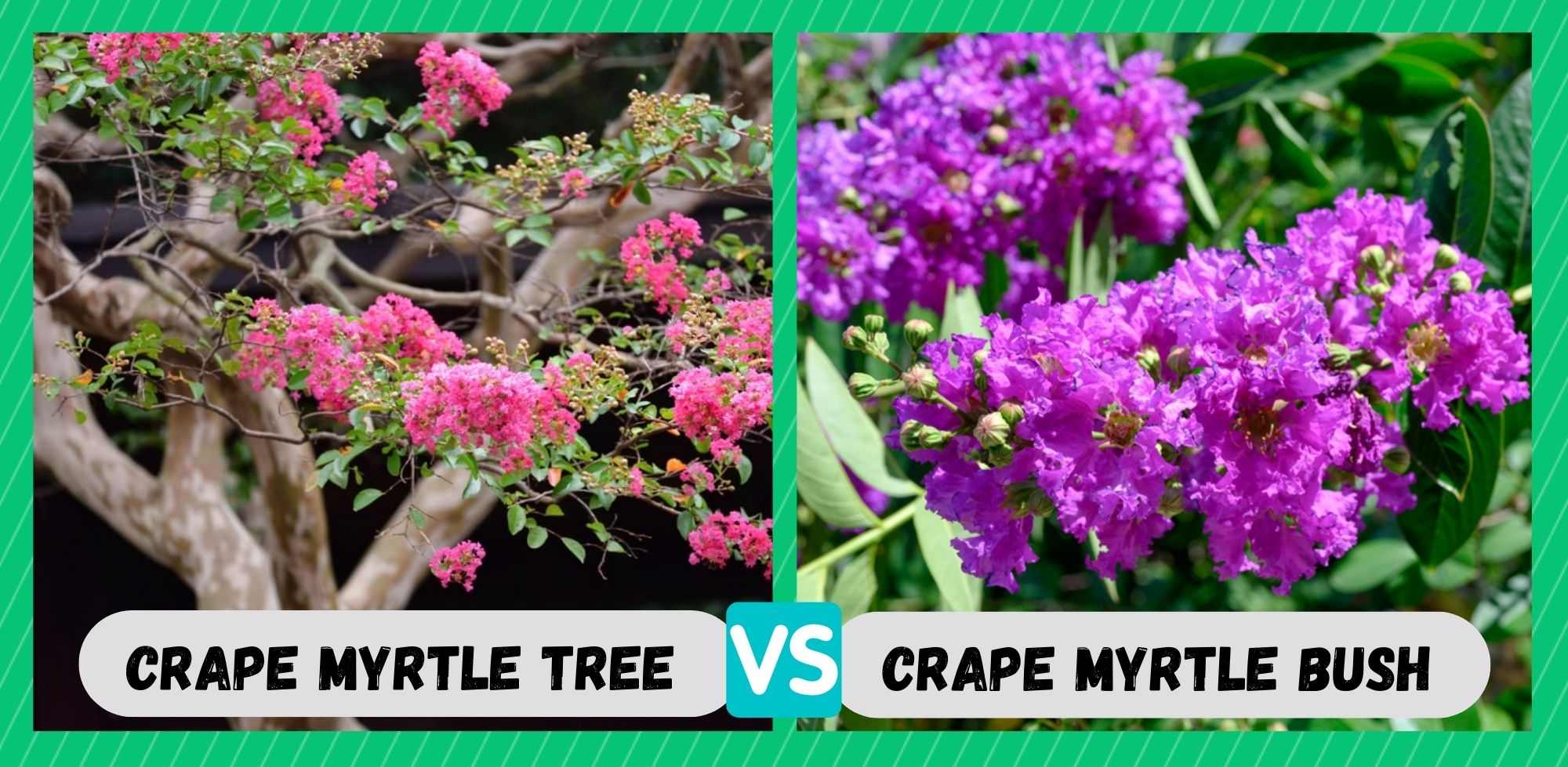 crape myrtle tree vs bush
