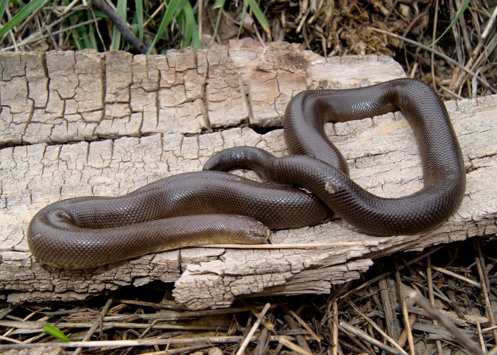 do rubber snakes keep birds away