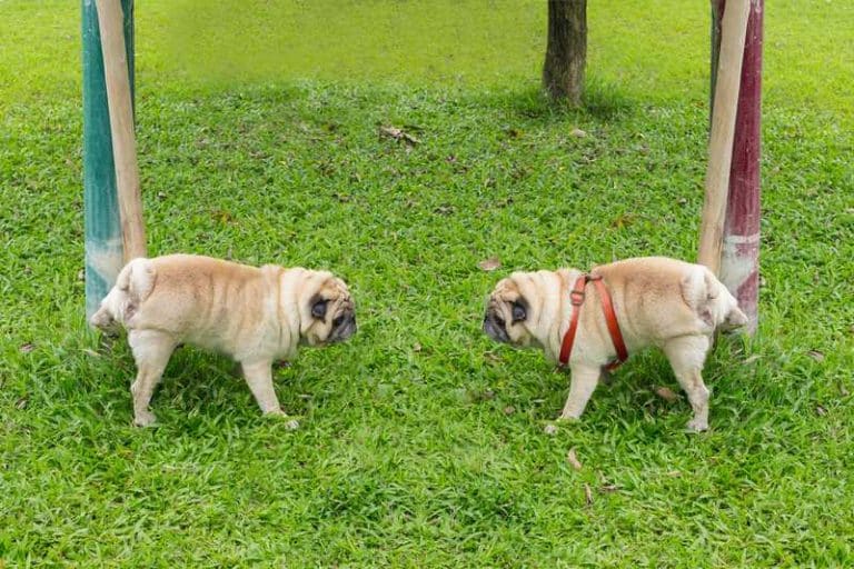 Will Mothballs Keep Dogs From Peeing On Plants? (Explained) Farmer Grows