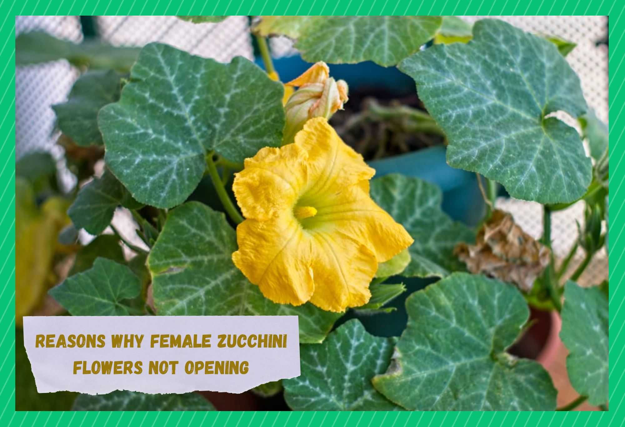 female zucchini flowers not opening