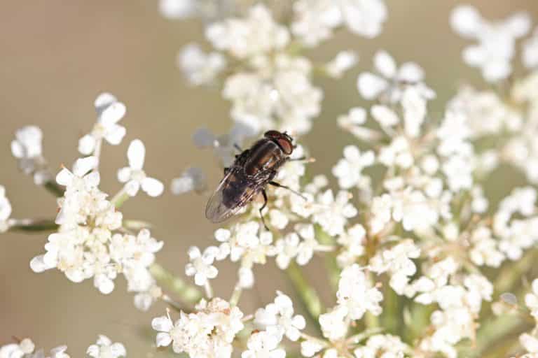House Flies On My Flowers! 3 Ways To Get Rid Of Them Farmer Grows