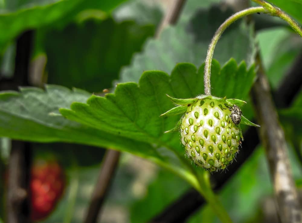 how to keep bugs away from strawberries