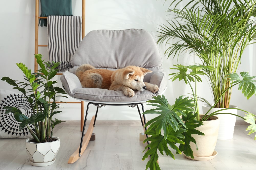 how to keep dogs out of house plants