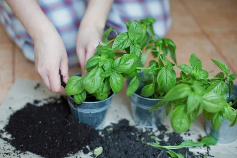 How To Keep Hydroponic Basil Alive? A Beginner's Guide Farmer Grows