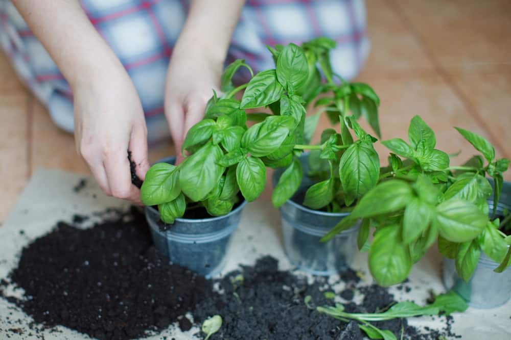 how to keep hydroponic basil alive