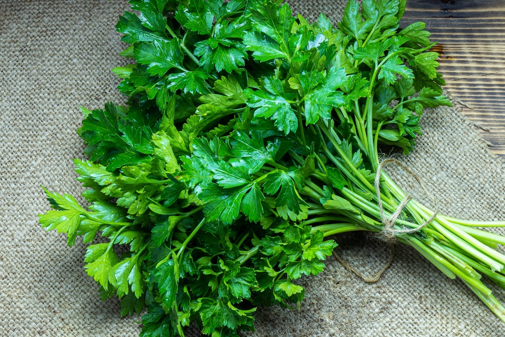 how to keep parsley from bolting