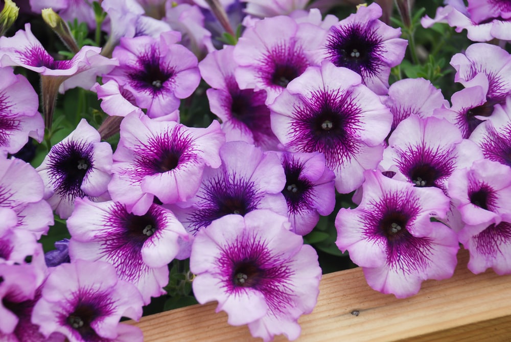 how to keep petunias from getting leggy