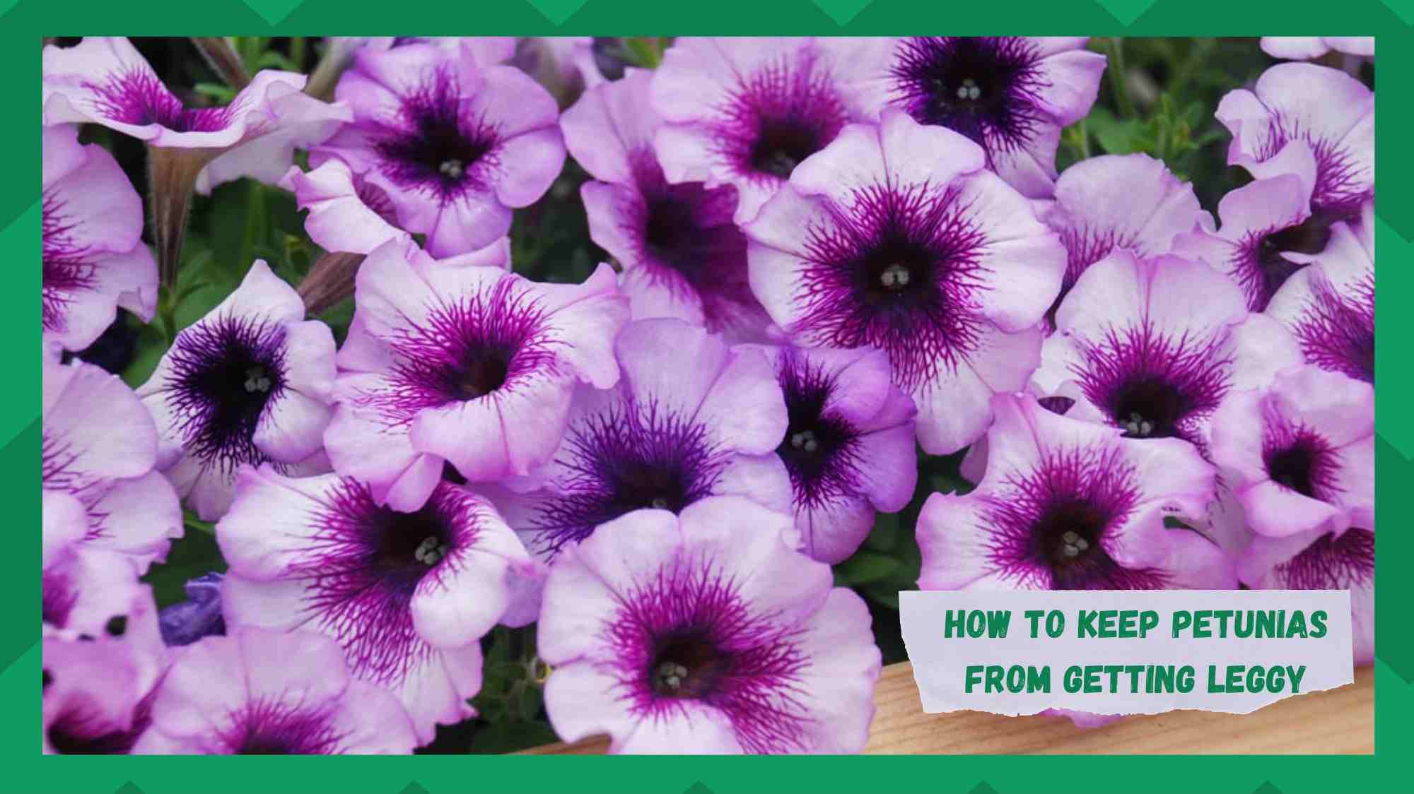 how to keep petunias from getting leggy