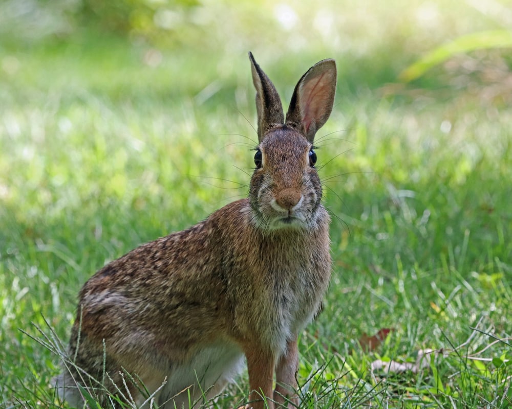 how to keep rabbits from nesting in yard