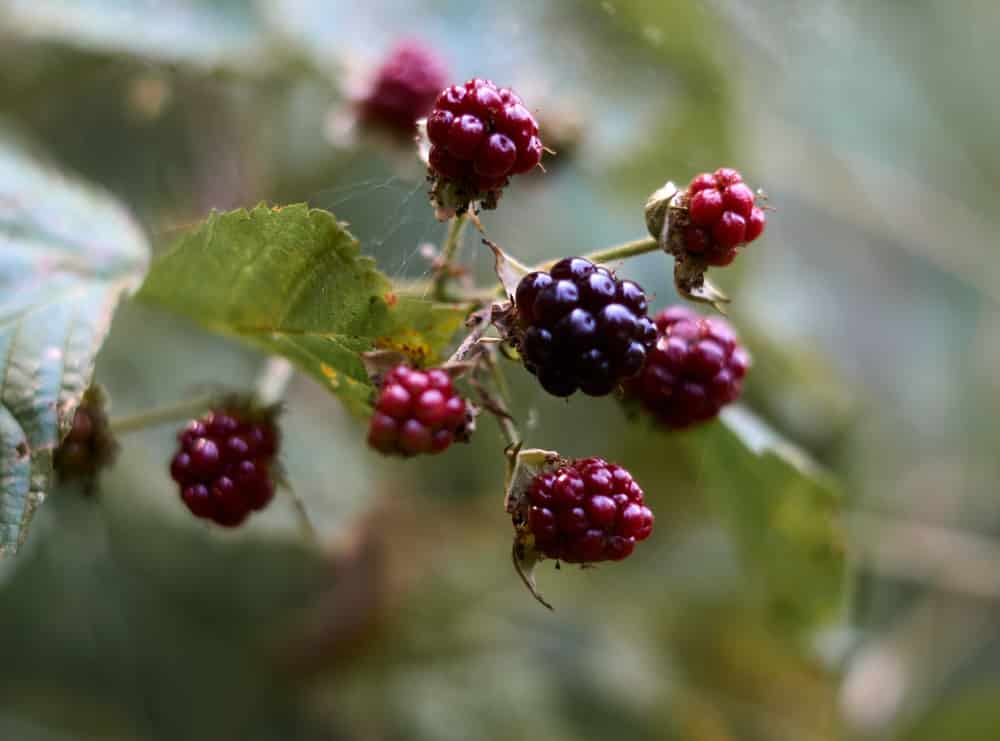 3 Ways To Keep Raspberries From Spreading Farmer Grows