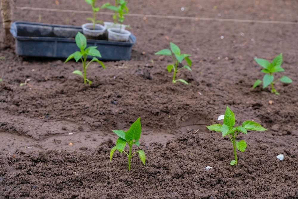 how to keep seedlings moist while on vacation