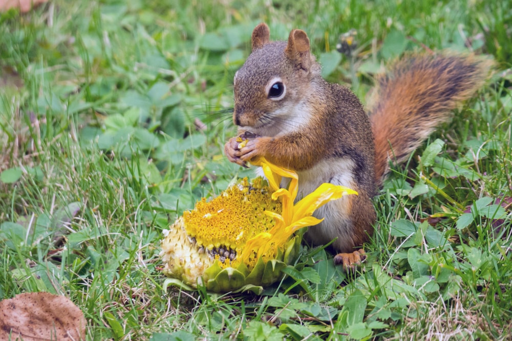 how to keep squirrels from destroying sunflowers