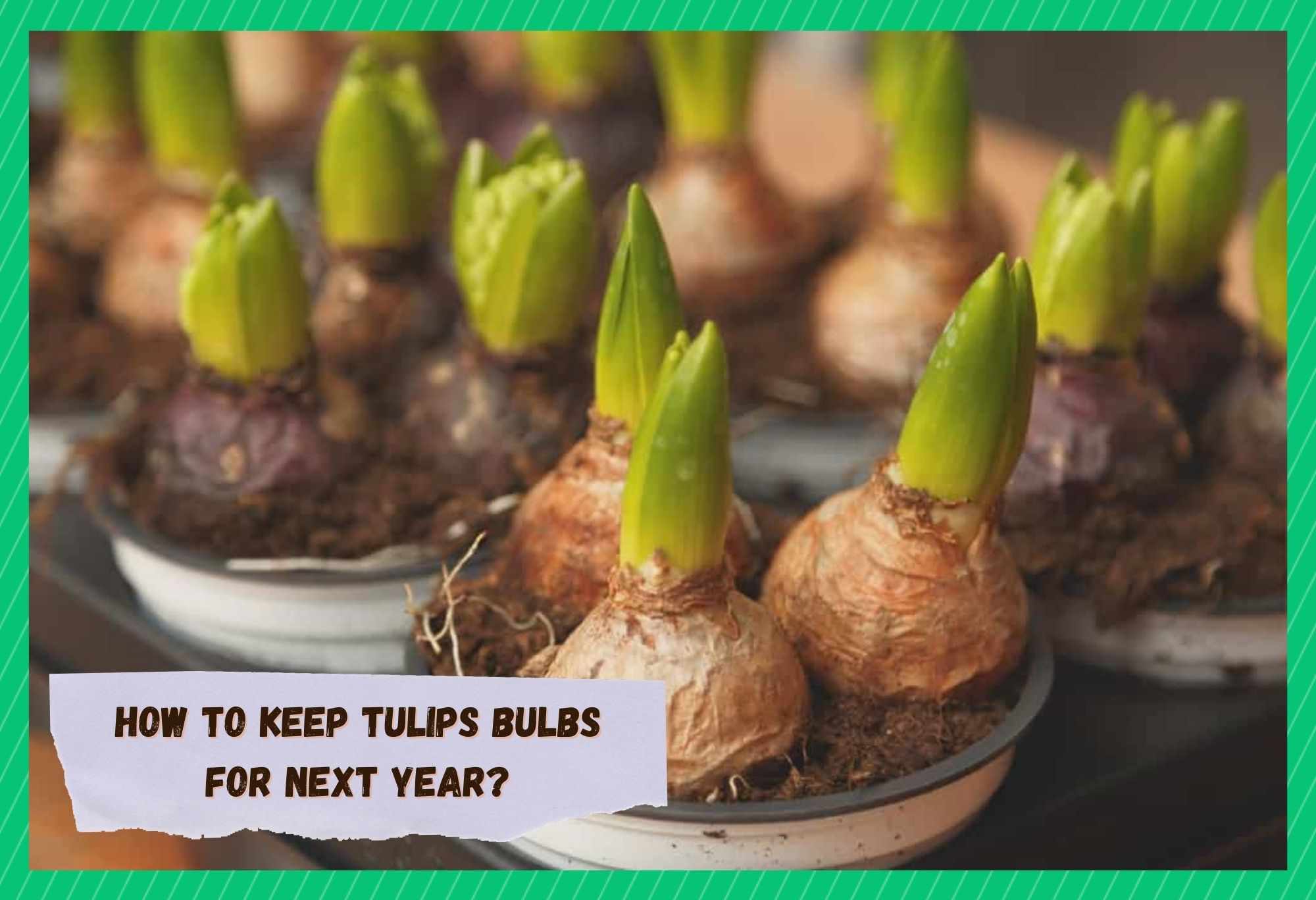 how to keep tulips bulbs for next year