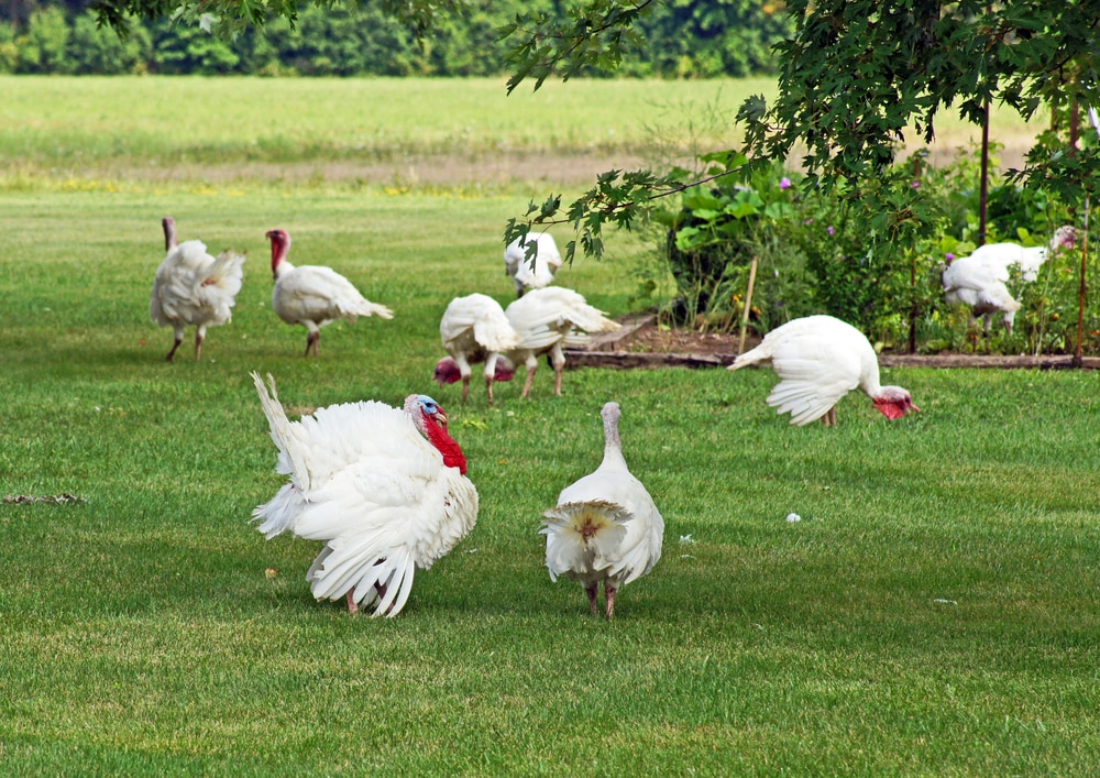 how to keep turkeys out of flower beds