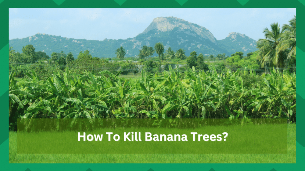 how to kill banana trees