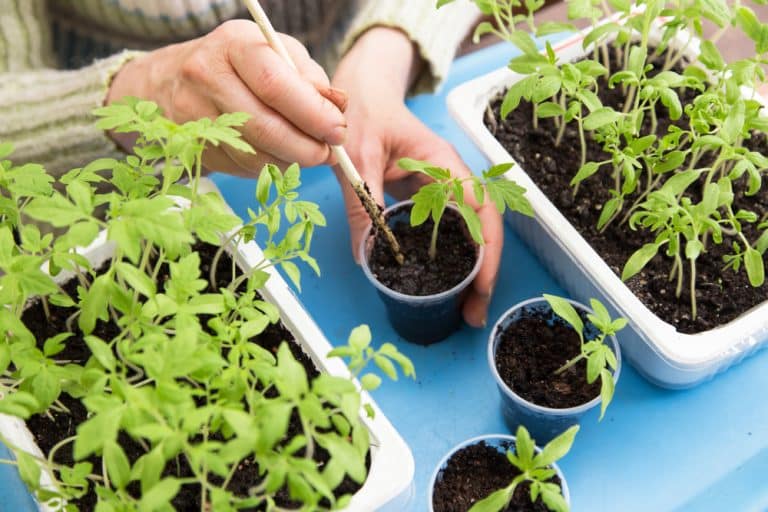 5 Actionable Steps To Protect Potted Plants From Rats Farmer Grows