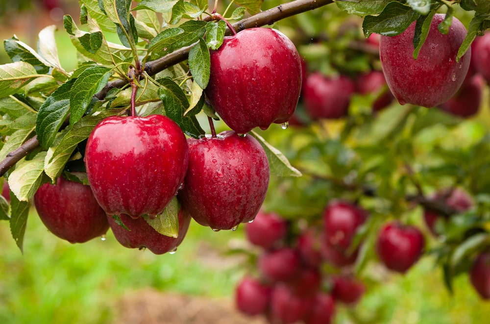 how to prune apple trees to keep them small