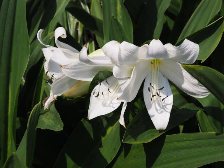 How To Save Amaryllis Bulbs for Next Year? Farmer Grows