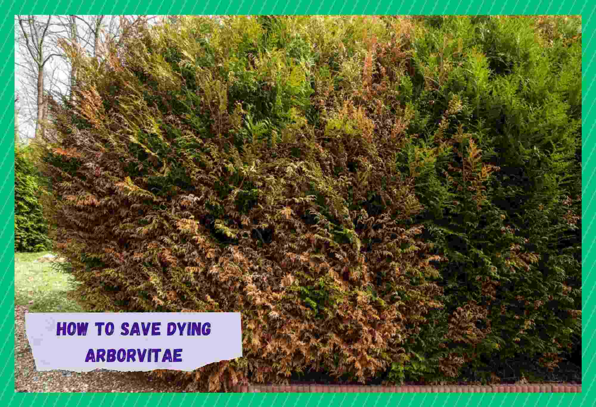 how to save dying arborvitae